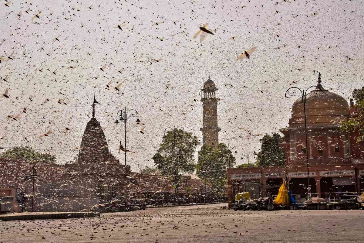 Swarm of locusts in Jaipur